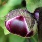 Preview: Aubergine Tolsty Barin (Samen)