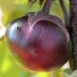 Preview: Aubergine Tolsty Barin (Samen)