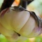 Preview: Aubergine Tolsty Barin (Samen)