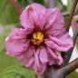 Preview: Aubergine Tolsty Barin (Samen)