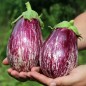 Preview: Aubergine Tsakoniki (Samen)