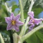 Preview: Aubergine Tsakoniki (Samen)