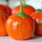 Preview: Aubergine Turkish Orange (Samen)