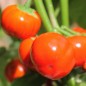 Preview: Aubergine Turkish Orange (Samen)