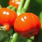 Preview: Aubergine Turkish Orange (Samen)