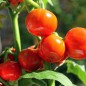Preview: Aubergine Turkish Orange (Samen)