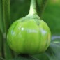 Preview: Aubergine Turkish Orange (Samen)