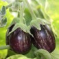 Preview: Aubergine Udmalbet (freilandgeeignet) (Samen)