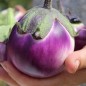 Preview: Aubergine Violetta di Firenze (Samen)