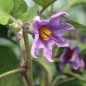 Preview: Aubergine Violetta di Firenze (Samen)