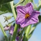 Preview: Aubergine White Finger (Samen)