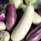 Preview: Auberginenmix (Samen)