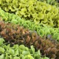 Preview: Babyleaf Salat Bunte Mischung (Samen)