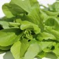 Preview: Babyleaf Salat Grüne Mischung (Samen)