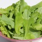 Preview: Babyleaf Salat Grüne Mischung (Samen)
