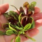Preview: Babyleaf All Year Round (Samen)