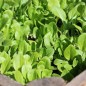Preview: Babyleaf Salat Grüne Mischung (Samen)