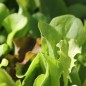 Preview: Babyleaf Mittelmeer Mischung (Samen)