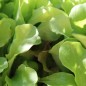 Preview: Babyleaf Mittelmeer Mischung (Samen)