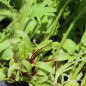 Preview: Babyleaf Old Mexico Mix (Samen)