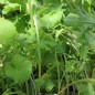 Preview: Babyleaf Old Mexico Mix (Samen)