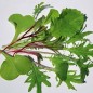 Preview: Babyleaf Old Mexico Mix (Samen)