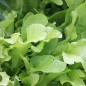 Preview: Babyleaf Salat Grüne Mischung (Samen)