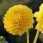 Preview: Dahlie Pompon Mix (Samen)