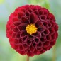 Preview: Dahlie Pompon Mix (Samen)