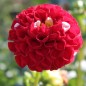 Preview: Dahlie Pompon Mix (Samen)