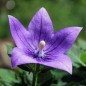 Preview: Ballonblume blau (Samen)