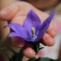 Preview: Ballonblume blau (Samen)