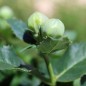 Preview: Ballonblume blau (Samen)