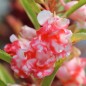 Preview: Balsamine Peppermint (Samen)