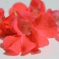 Preview: Balsamine Camellia Salmon (Samen)