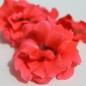Preview: Balsamine Camellia Salmon (Samen)
