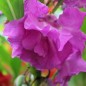 Preview: Balsamine Camellia Raspberry (Samen)