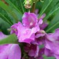Preview: Balsamine Camellia Raspberry (Samen)