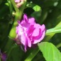 Preview: Balsamine Camellia Raspberry (Samen)