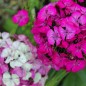 Preview: Bartnelke Mosaik (Samen)