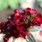 Preview: Bartnelke Nigricans (Samen)