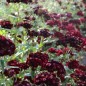 Preview: Bartnelke Nigricans (Samen)