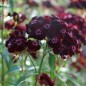 Preview: Bartnelke Nigricans (Samen)