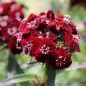 Preview: Bartnelke Nigricans (Samen)