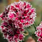 Preview: Bartnelke Royal Candy Mix (Samen)