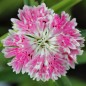 Preview: Bartnelke Royal Candy Mix (Samen)