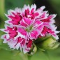 Preview: Bartnelke Royal Candy Mix (Samen)