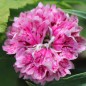 Preview: Bartnelke Royal Candy Mix (Samen)