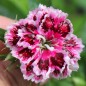 Preview: Bartnelke Royal Candy Mix (Samen)