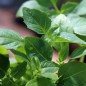 Preview: Basilikum Fino Verde (Samen)